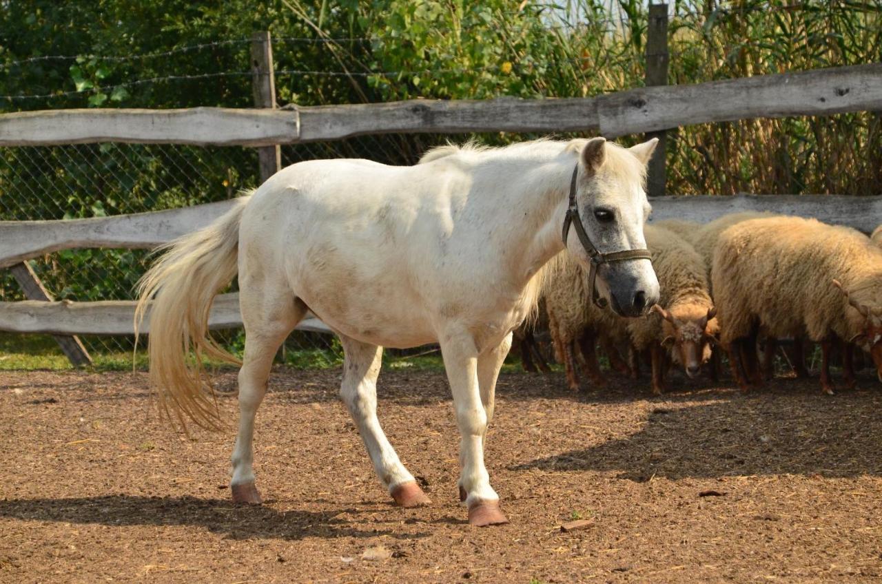 Antal-Tavi Fogado Es Horgaszparadicsom زينتيس المظهر الخارجي الصورة